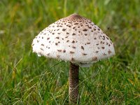 Macrolepiota procera 24, Grote parasolzwam, Saxifraga-Bart Vastenhouw