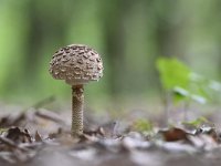 Macrolepiota procera 27, Grote parasolzwam, Saxifraga-Luuk Vermeer