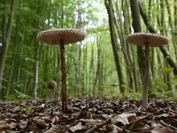 Macrolepiota procera 32, Grote parasolzwam, Saxifraga-Luuk Vermeer