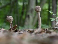 Macrolepiota procera 34, Grote parasolzwam, Saxifraga-Luuk Vermeer