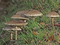 Macrolepiota procera 4, Grote parasolzwam, Saxifraga-Ab H Baas