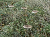 Macrolepiota procera 41, Grote parasolzwam, Saxifraga-Willem van Kruijsbergen