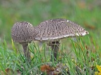 Macrolepiota procera 5, Grote parasolzwam, Saxifraga-Ab H Baas