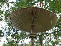 Macrolepiota procera 58, Grote parasolzwam, Saxifraga-Tom Heijnen