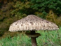 Macrolepiota procera 7, Grote parasolzwam, Saxifraga-Jan Willem Jongepier