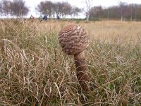 Macrolepiota procera 8, Grote parasolzwam, Saxifraga-Peter Meininger