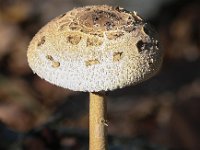 Macrolepiota procera 9, Grote parasolzwam, Saxifraga-Bart Vastenhouw