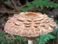 Macrolepiota rachodes 1, Knolparasolzwam, Saxifraga-Jan de Laat