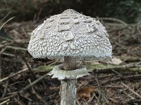 Macrolepiota rachodes 3, Knolparasolzwam, Saxifraga-Willem van Kruijsbergen