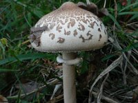 Macrolepiota rickenii 1, Saxifraga-Jan Willem Jongepier