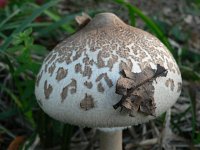 Macrolepiota rickenii 2, Saxifraga-Jan Willem Jongepier