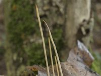 Macrotyphula juncea 12, Draadknotszwam, Saxifraga-Willem van Kruijsbergen