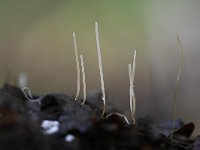 Macrotyphula juncea 8, Draadknotszwam, Saxifraga-Luuk Vermeer