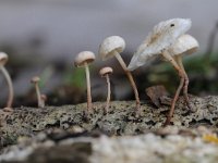 Marasmiellus ramealis 1, Takruitertje, Saxifraga-Luuk Vermeer