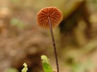 Marasmius androsaceus 1, Paardenhaartaailing, Saxifraga-Marijke Verhagen