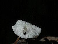 Marasmius epiphyllus, Leaf Parachute