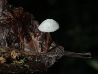 Marasmius epiphyllus 2, Witte taailing, Saxifraga-Jan van der Straaten