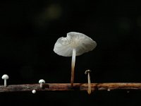 Marasmius epiphyllus 4, Witte taailing, Saxifraga-Jan van der Straaten