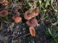 Marasmius oreades 1, Weidekringzwam, Saxifraga-Peter Meininger