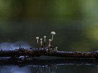 Marasmius rotula 1, Wieltje, Saxifraga-Luuk Vermeer