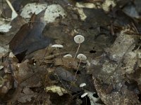 Marasmius setosus