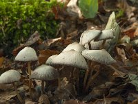 Marasmius wynnei 1, Beukentaailing, Saxifraga-Willem van Kruijsbergen