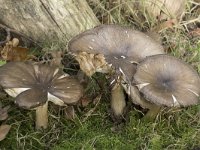 Megacollybia platyphylla 1, Breedplaatstreephoed, Saxifraga-Willem van Kruijsbergen