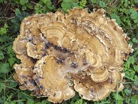 Old fungus Giant polypore (Meripilus giganteus)  Old fungus Giant polypore (Meripilus giganteus) : giant polypore, polypore, Meripilus giganteus, fungus, fungi, cap, caps, many, fall, autumn, autumnal, nature, natural, outside, outdoors, nobody, no people, yellow, brown, old, black-staining polypore