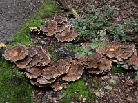 Meripilus giganteus 14, Reuzenzwam, Saxifraga-Luuk Vermeer