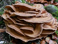 Meripilus giganteus 33, Reuzenzwam, Saxifraga-Tom Heijnen