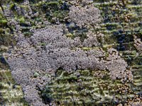 Merismodes sp 1, Saxifraga-Lucien Rommelaars