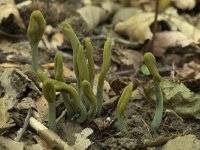 Microglossum viride, Green Earth Tongue