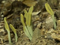 Microglossum viride 4, Groene aardtong, Saxifraga-Willem van Kruijsbergen