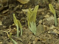 Microglossum viride 5, Groene aardtong, Saxifraga-Willem van Kruijsbergen