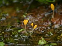 Mitrula paludosa, Bog Beacon