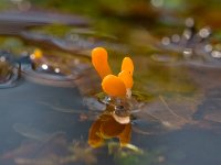 Beekmijtertje  Beekmijtertje in sprengenkop bij Niersen : Mitrula paludosa