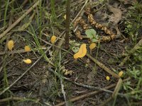 Mitrula paludosa 13, Beekmijtertje, Saxifraga-Willem van Kruijsbergen