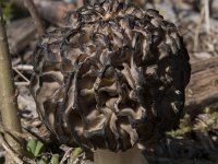 Morchella elata 3, Kegelmorielje, Saxifraga-Willem van Kruijsbergen