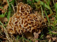 Morchella esculenta 1, Gewone morielje, Saxifraga-Willem van Kruijsbergen