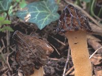 Morchella semilibera 1, Kapjesmorielje, Saxifraga-Jan van der Straten