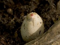 Mutinus caninus, Dog Stinkhorn