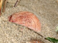 Mutinus caninus 24, Kleine stinkzwam, Saxifraga-Foto Fitis-Sytske Dijksen