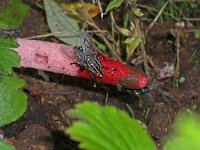 Mutinus ravenelii 1, Roze stinkzwam, Saxifraga-Ab H Baas