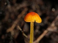 Mycena acicula