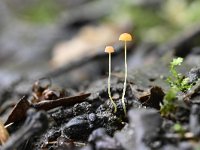 Mycena acicula 2, Oranje dwergmycena, Saxifraga-Luuk Vermeer