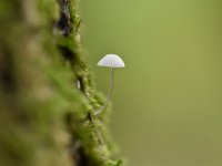 Mycena adscendens