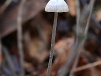 Mycena amicta, Donzige mycena, Saxifraga-Tom Heijnen