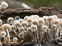 Mycena arcangeliana 11, Bundelmycena, Saxifraga-Luuk Vermeer