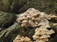 Mycena arcangeliana 16, Bundelmycena, Saxifraga-Willem van Kruijsbergen