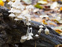 Mycena arcangeliana 17, Bundelmycena, saxifraga-Jan Nijendijk